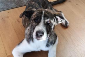 Verdwijningsalarm Hond rassenvermenging Vrouwtje , 3 jaar Caylus Frankrijk