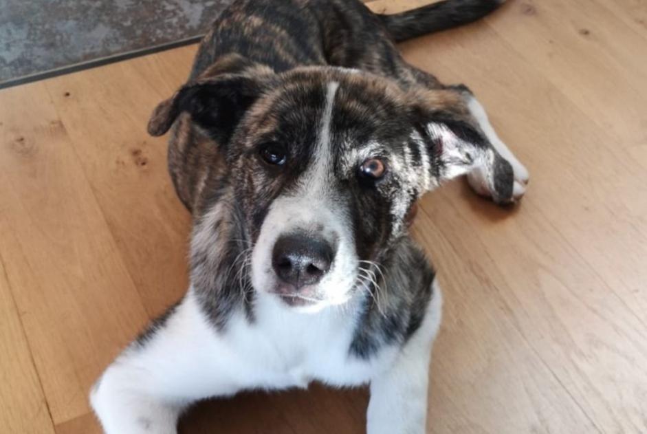 Verdwijningsalarm Hond rassenvermenging Vrouwtje , 3 jaar Caylus Frankrijk