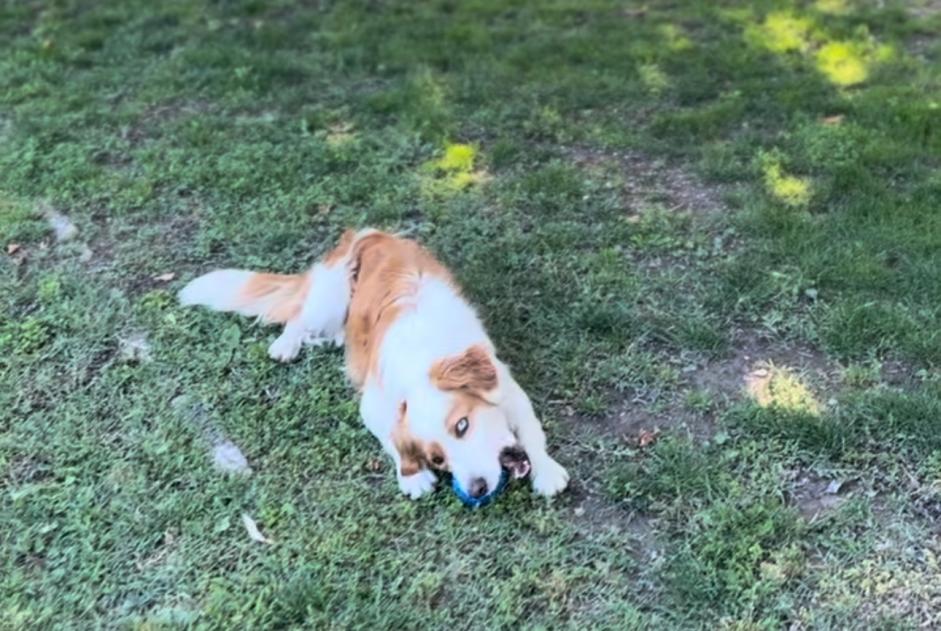 Verdwijningsalarm Hond rassenvermenging Vrouwtje , 6 jaar Aubagne Frankrijk