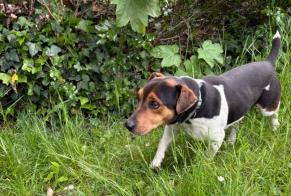 Ontdekkingsalarm Hond rassenvermenging Mannetje Breuillet Frankrijk
