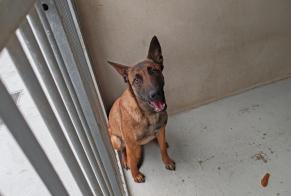 Ontdekkingsalarm Hond rassenvermenging Vrouwtje , 1 jaar Houilles Frankrijk