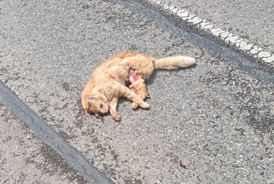 Ontdekkingsalarm Kat Onbekend Moulis Frankrijk