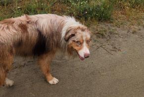 Ontdekkingsalarm Hond  Mannetje Lucciana Frankrijk
