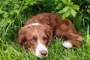 Ontdekkingsalarm Hond  Onbekend Saint-Maurice Zwitserland