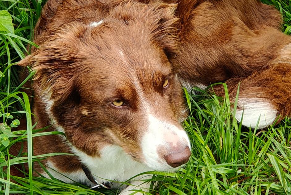 Ontdekkingsalarm Hond  Onbekend Saint-Maurice Zwitserland