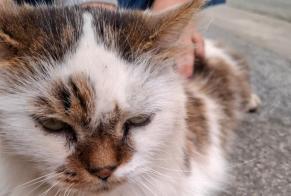 Ontdekkingsalarm Kat Onbekend Draguignan Frankrijk