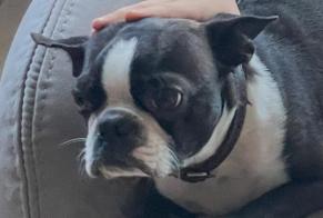 Verdwijningsalarm Hond  Mannetje , 6 jaar Saint-Aubin-du-Cormier Frankrijk