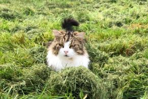 Verdwijningsalarm Kat Vrouwtje , 3 jaar Châteauneuf-sur-Loire Frankrijk