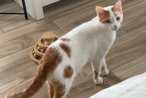 Verdwijningsalarm Kat Mannetje , 1 jaar Rosheim Frankrijk