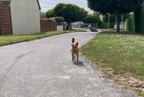Ontdekkingsalarm Hond Onbekend Dol-de-Bretagne Frankrijk