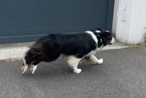 Ontdekkingsalarm Hond  Onbekend Talence Frankrijk