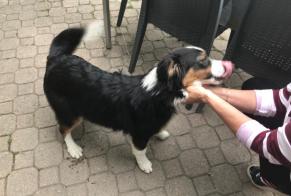 Ontdekkingsalarm Hond rassenvermenging Vrouwtje Embrun Frankrijk