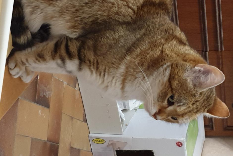 Alerta desaparecimento Gato Macho , 8 anos Esvres-sur-Indre France