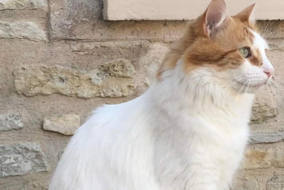 Alerta desaparecimento Gato cruzamento Macho , 5 anos Chaville France