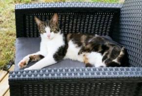 Alerta desaparecimento Gato  Macho , 2 anos Plérin France