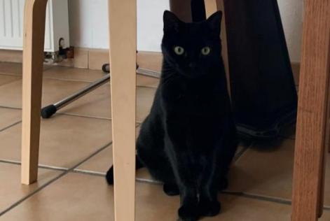 Alerta desaparecimento Gato  Fêmea , 5 anos Lorient France