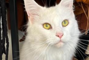 Alerta desaparecimento Gato  Fêmea , 1 anos Millas France