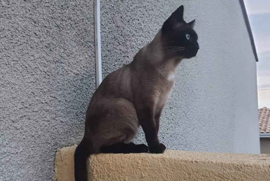 Alerta desaparecimento Gato  Macho , 6 anos Perpignan France