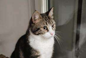 Alerta desaparecimento Gato  Fêmea , 2 anos Lyon France