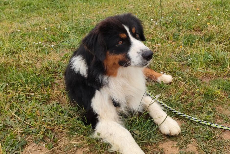 Alerta desaparecimento Cão  Macho , 1 anos Cherves-Richemont France