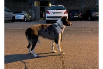 Alerta desaparecimento Cão  Fêmea , 3 anos La Séauve-sur-Semène France