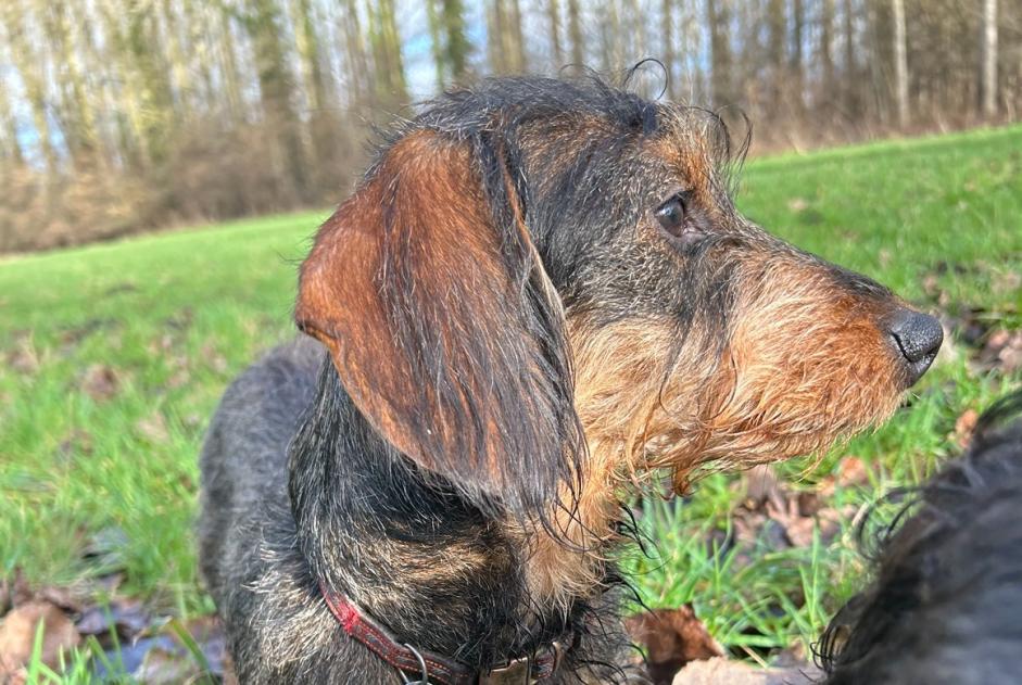 Alerta desaparecimento Cão  Fêmea , 2 anos Marchiennes France