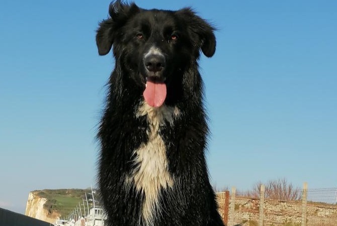 Alerta desaparecimento Cão cruzamento Macho , 6 anos Le Claux France