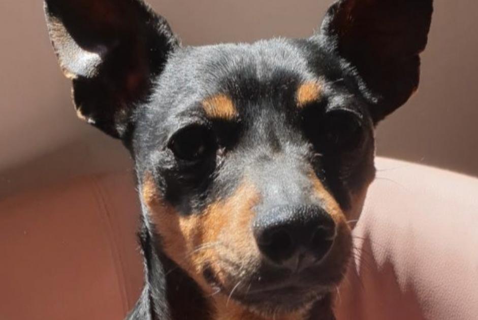 Alerta desaparecimento Cão  Macho , 9 anos Fos-sur-Mer France
