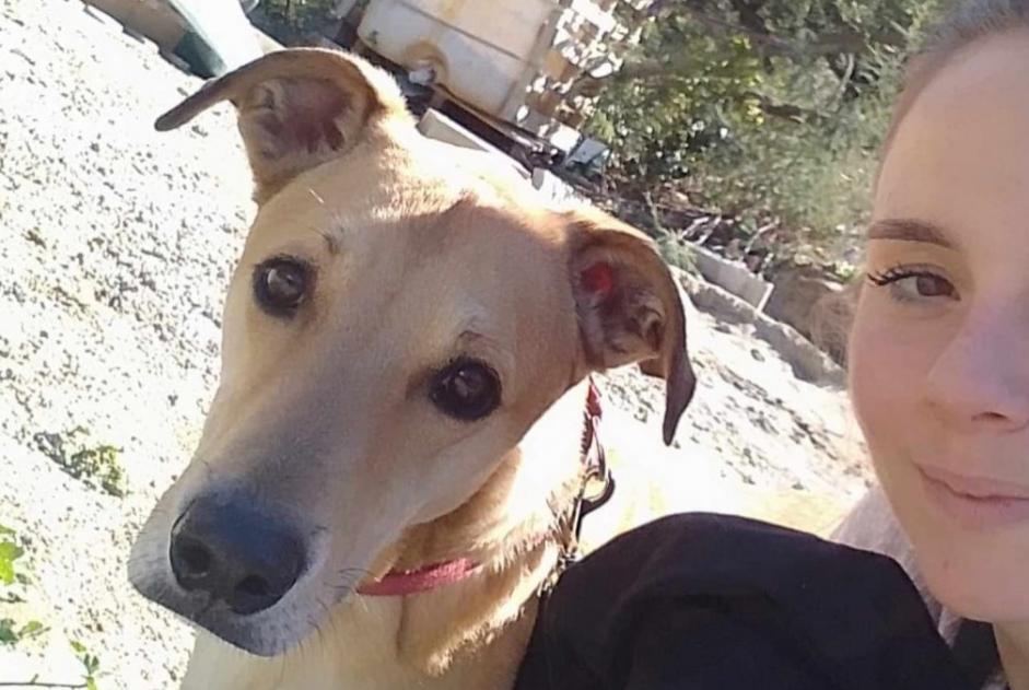 Alerta desaparecimento Cão cruzamento Macho , 4 anos Palau-del-Vidre France
