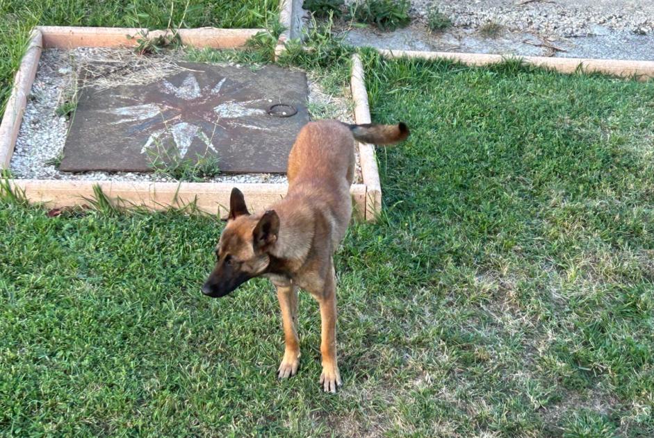 Alerta descoberta Cão  Desconhecido Saint-Jean-Bonnefonds France