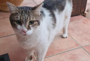 Alerta desaparecimento Gato Macho , 6 anos Saint-Alban France