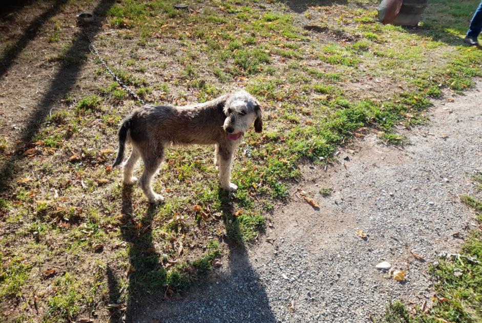 Alerta descoberta Cão Macho Mison France