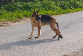 Alerta descoberta Cão  Desconhecido Sainte-Cécile France