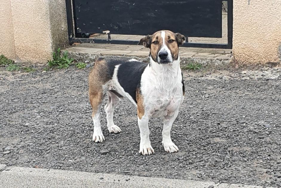 Alerta descoberta Cão Macho Charbonnier-les-Mines France