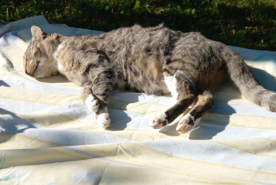 Alerta descoberta Gato cruzamento Desconhecido Montcy-Notre-Dame France