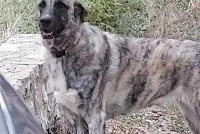 Alerta descoberta Cão cruzamento Macho Lodève France