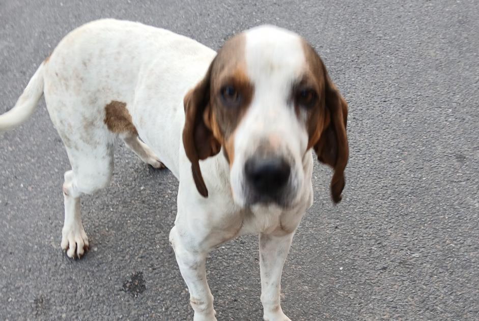 Alerta descoberta Cão Macho Pont-de-Montvert-Sud-Mont-Lozère France