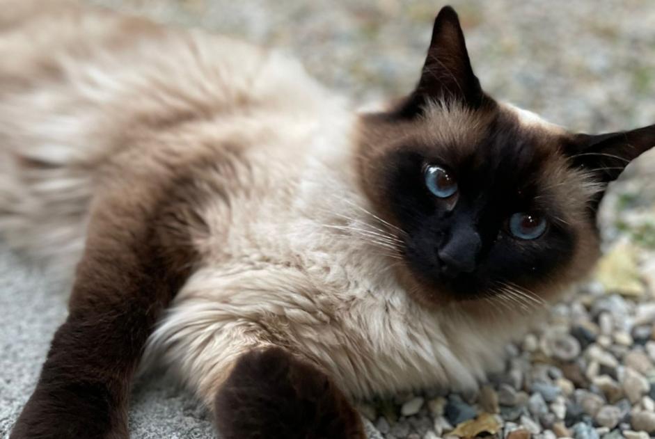 Alerta desaparecimento Gato  Macho , 4 anos Bry-sur-Marne France