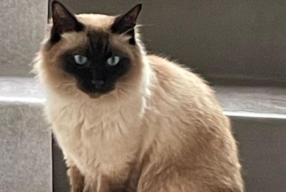 Alerta desaparecimento Gato  Macho , 4 anos Bry-sur-Marne France