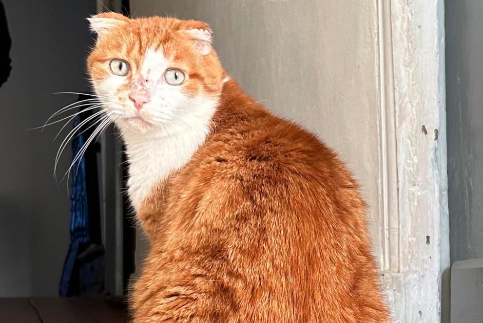 Alerta desaparecimento Gato  Macho , 6 anos Cressensac-Sarrazac France