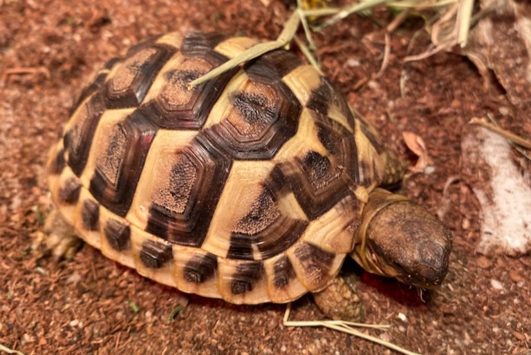 Alerta desaparecimento Tartaruga Fêmea , 2024 anos Frouzins France