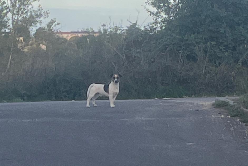 Alerta descoberta Cão  Desconhecido Gond-Pontouvre France