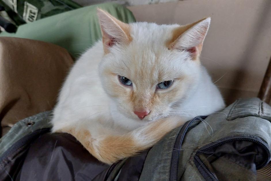 Alerta descoberta Gato Macho Orée-d'Anjou France