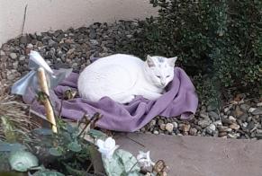 Alerta descoberta Gato Macho Chantonnay France