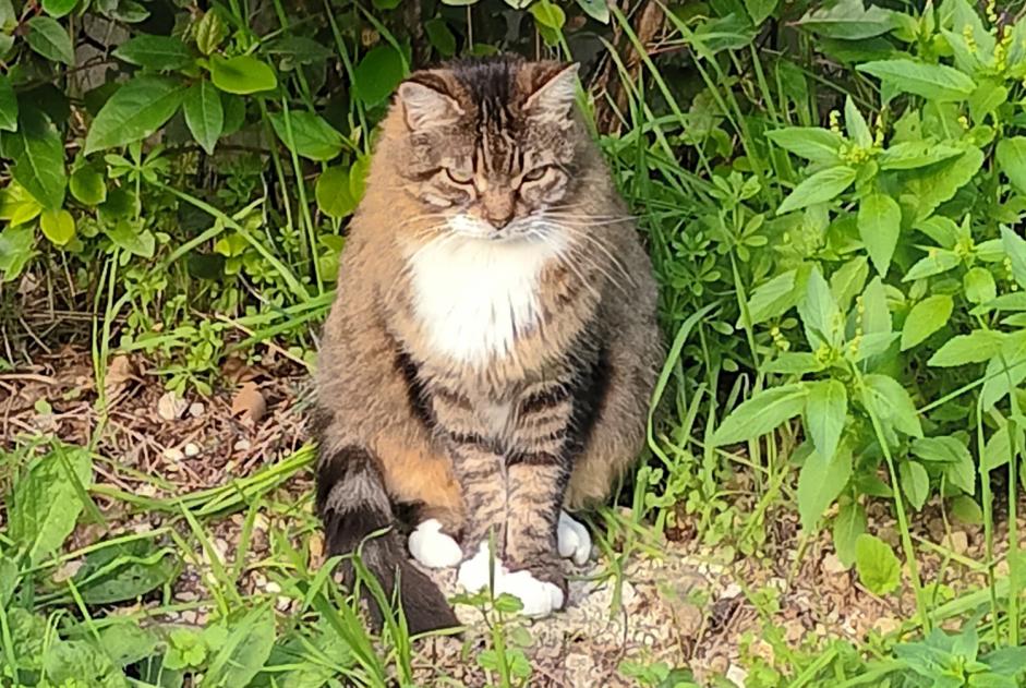 Alerta descoberta Gato Desconhecido Marseille France