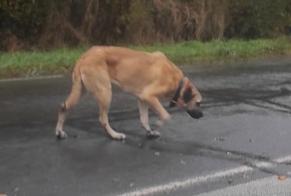 Alerta descoberta Cão  Desconhecido Saint-Georges-sur-Loire France