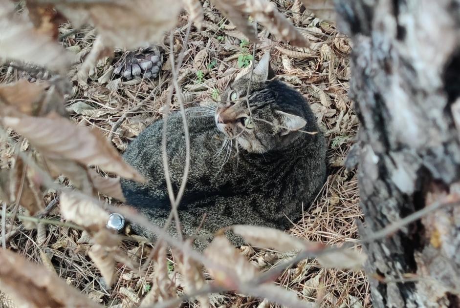 Alerta descoberta Gato  Desconhecido Cesson France