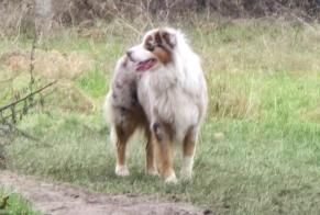 Alerta descoberta Cão  Desconhecido Vincennes France