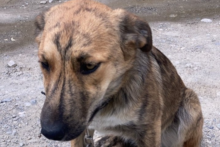 Alerta desaparecimento Cão cruzamento Fêmea , 1 anos Châteauroux-les-Alpes France