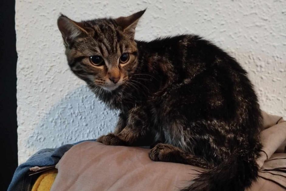 Alerta descoberta Gato Desconhecido Limoux France